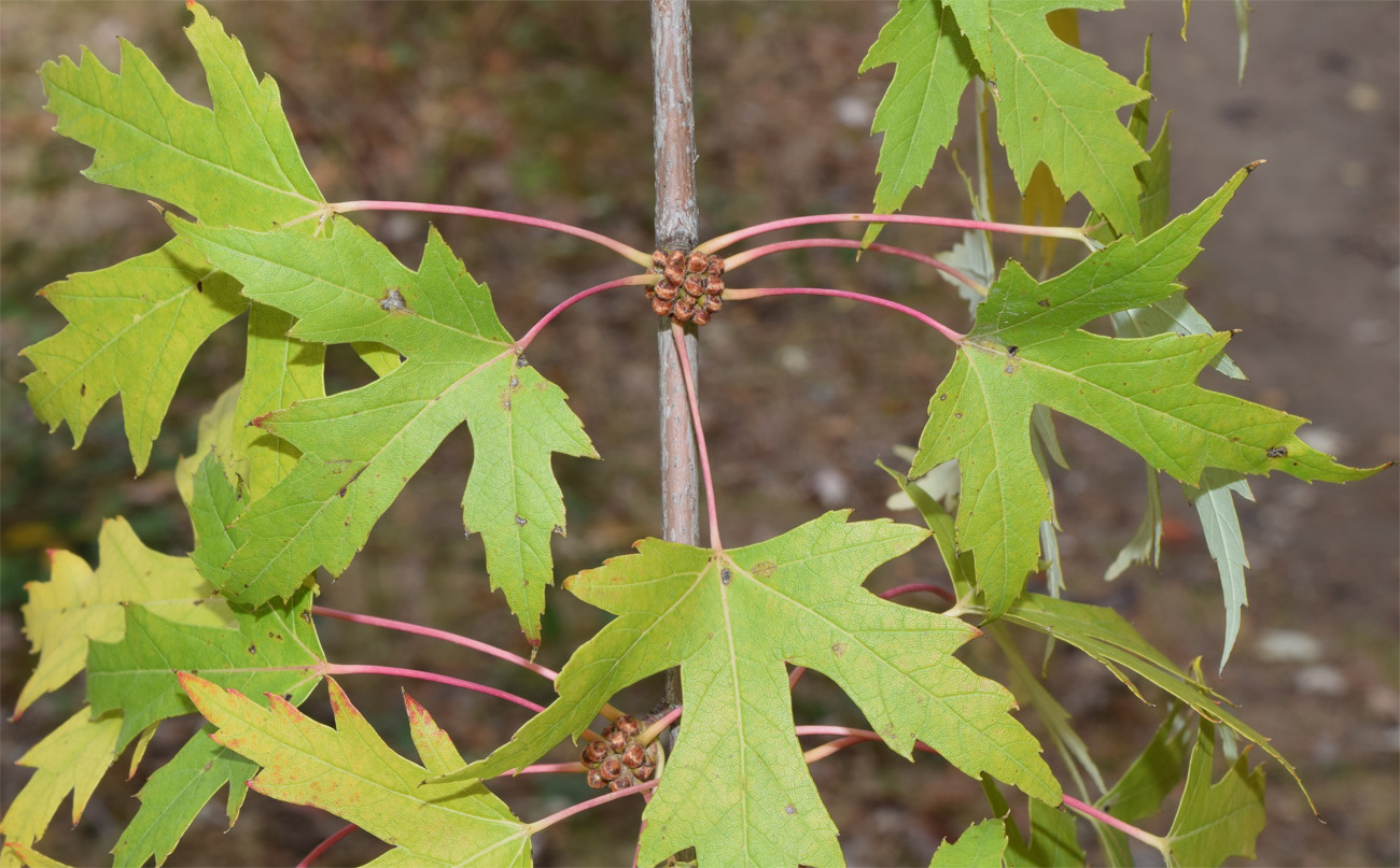 Image of Acer saccharinum specimen.