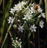 Allium ramosum