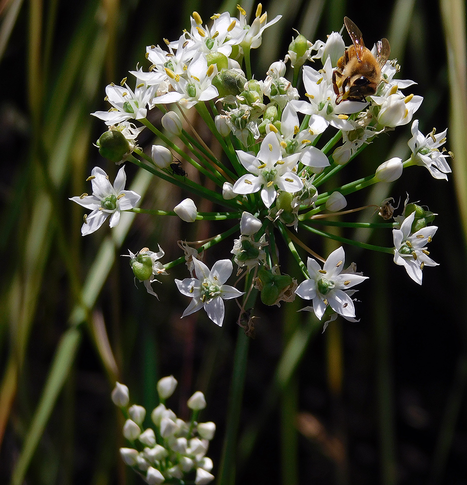 Image of Allium ramosum specimen.