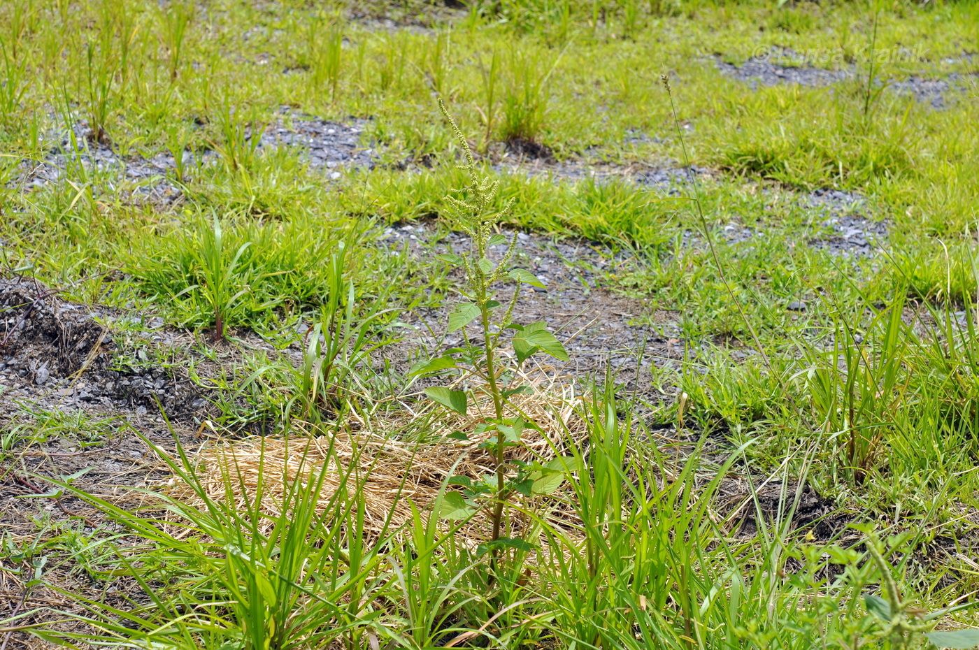 Image of genus Amaranthus specimen.