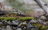 Bryum caespiticium