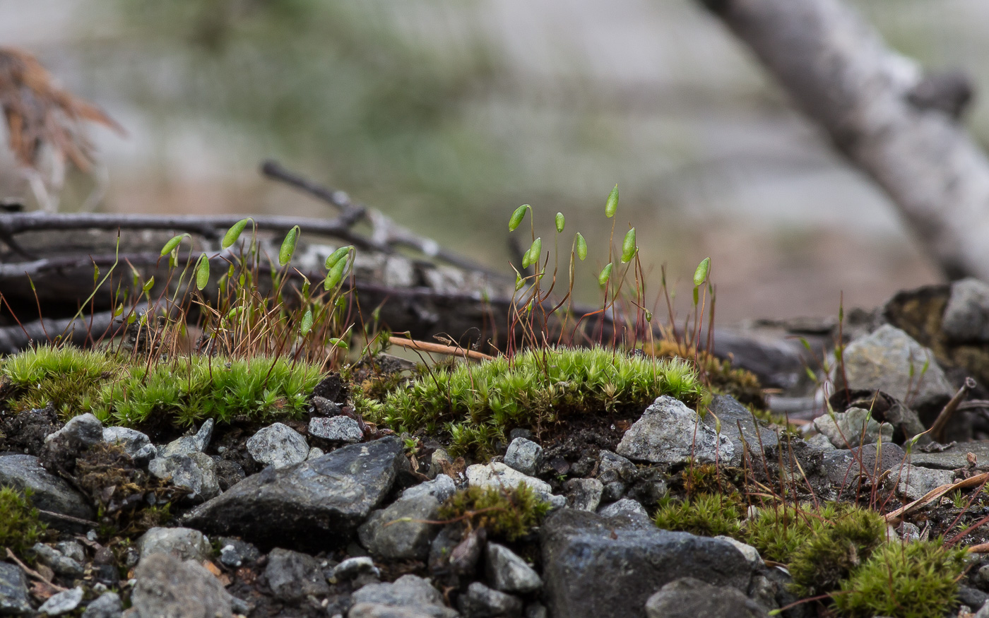 Image of Bryum caespiticium specimen.