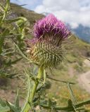 Cirsium szovitsii. Верхушка побега с соцветием. Кабардино-Балкария, Черекский р-н, окр. с/п Верхняя Балкария, левый борт дол р. Хашхасу, ≈ 2100 м н.у.м., мелкощебнистая осыпь из ожелезнённого песчаника. 31.07.2024.