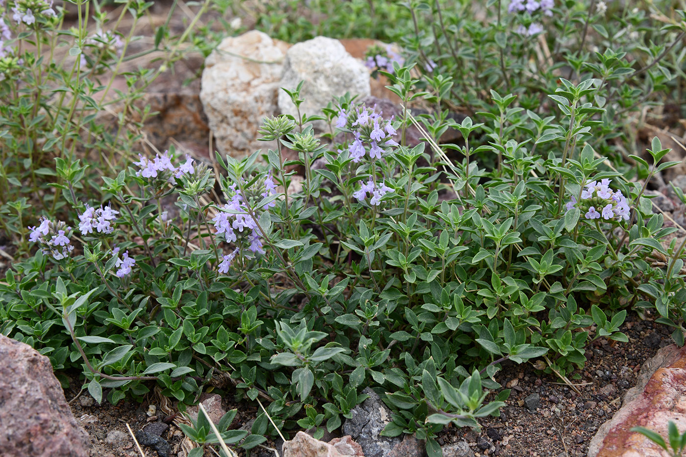 Изображение особи Ziziphora clinopodioides.