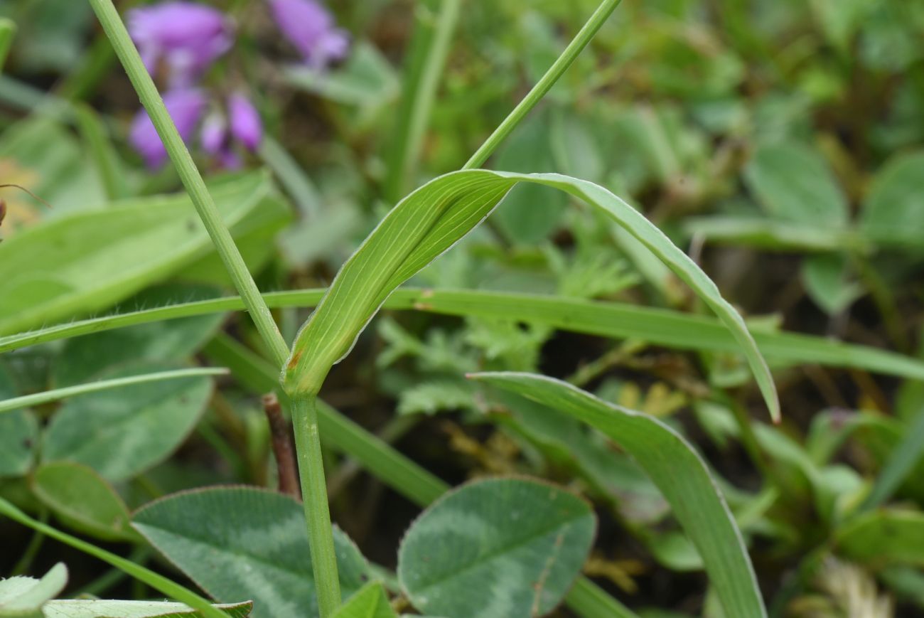 Image of genus Bupleurum specimen.