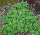Geranium macrorrhizum