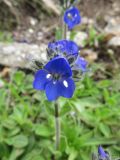 Veronica bellidioides