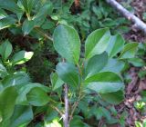 Смотреть изображение Salix arctica