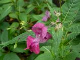 Смотреть изображение Impatiens glandulifera