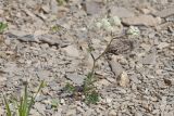 Смотреть изображение семейство Apiaceae