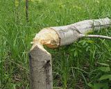 Смотреть изображение Populus tremula