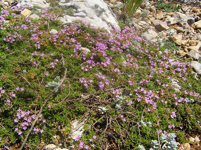 Изображение особи Thymus tauricus.