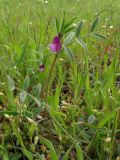 Vicia lathyroides