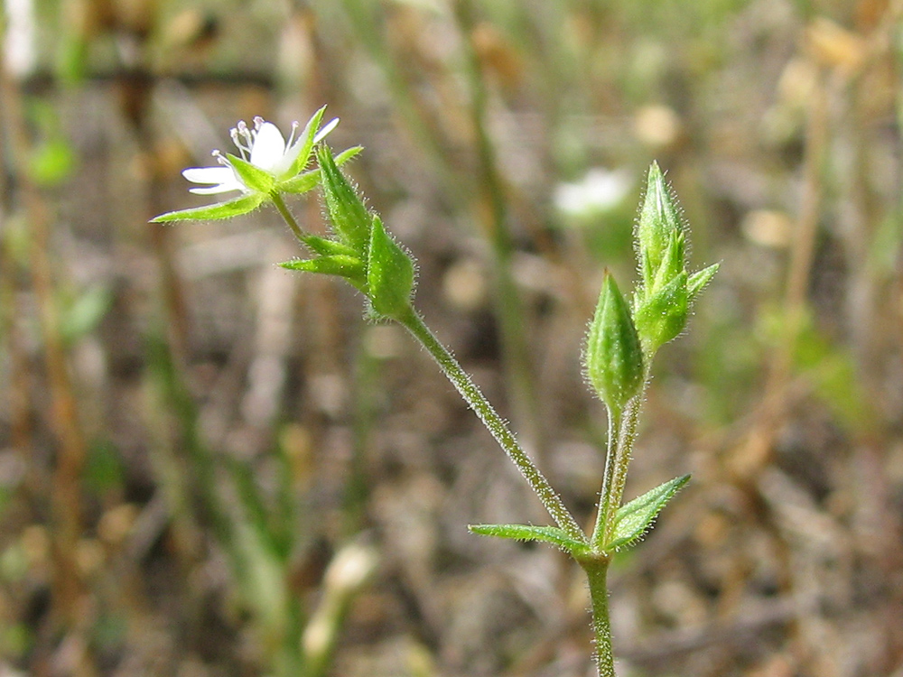 Image of Arenaria zozii specimen.