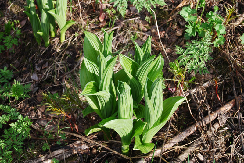 Image of Veratrum lobelianum specimen.