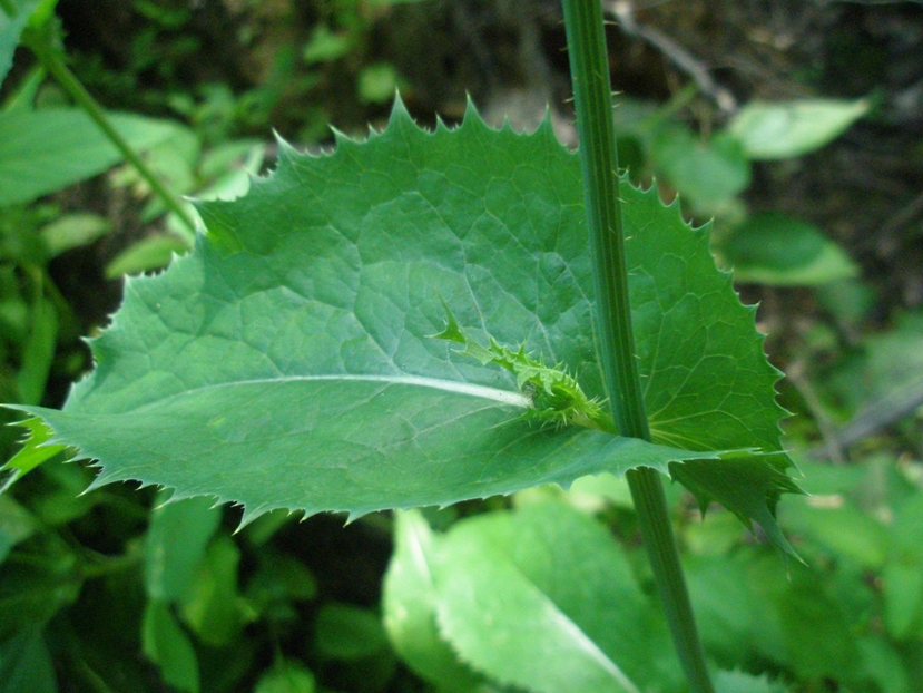 Изображение особи Sonchus asper.