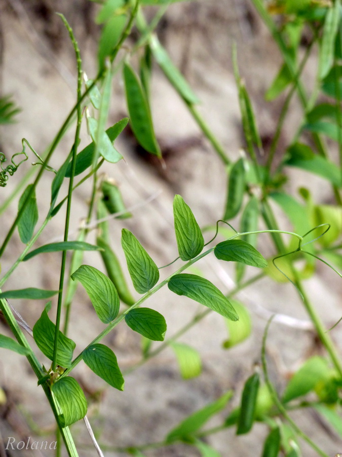 Image of Vicia cracca specimen.