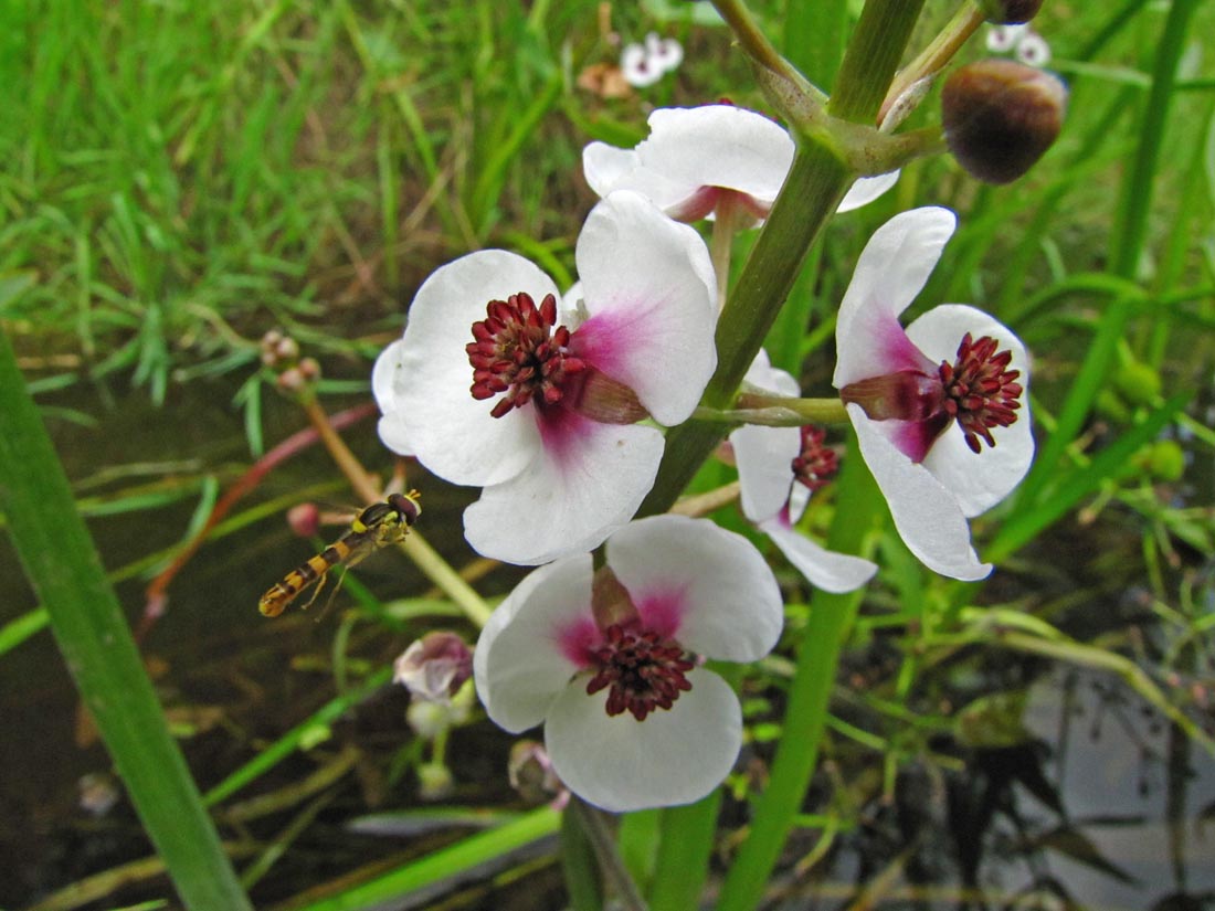 Image of Sagittaria sagittifolia specimen.