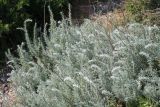 Смотреть изображение Bassia prostrata