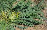 Astragalus macronyx