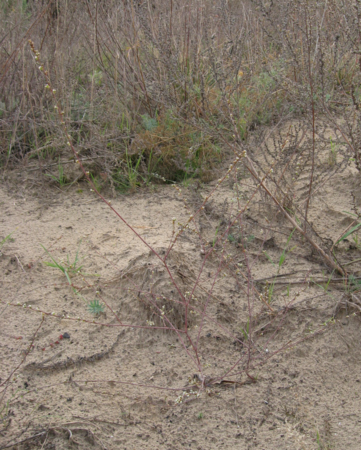 Изображение особи род Polygonum.