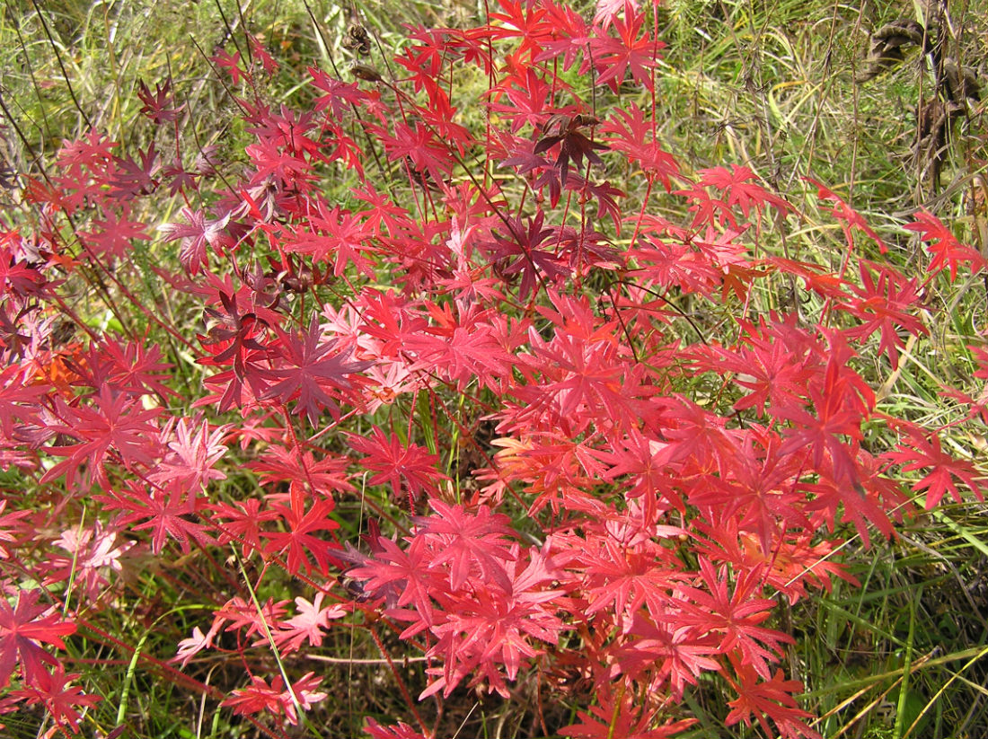 Image of Geranium sanguineum specimen.