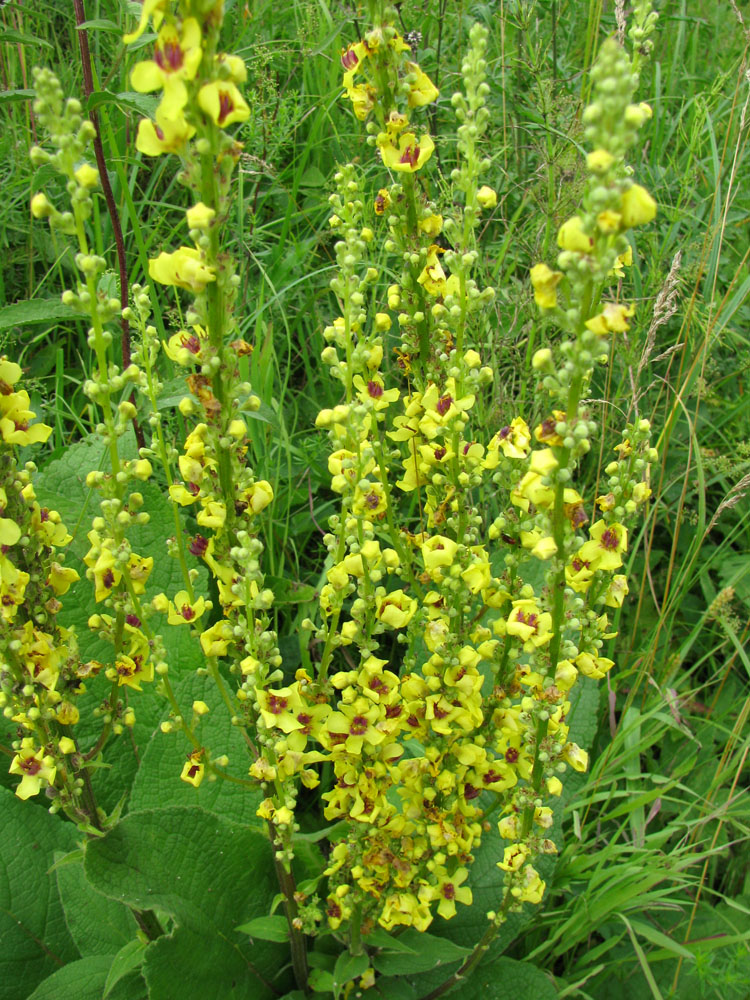 Image of Verbascum nigrum specimen.