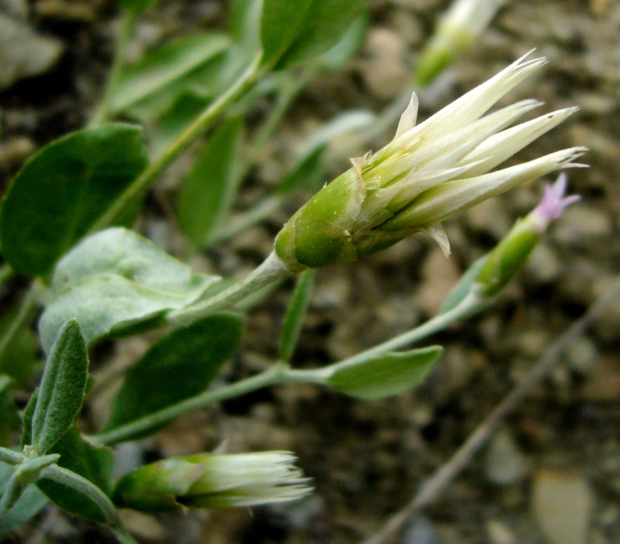 Image of Chardinia orientalis specimen.