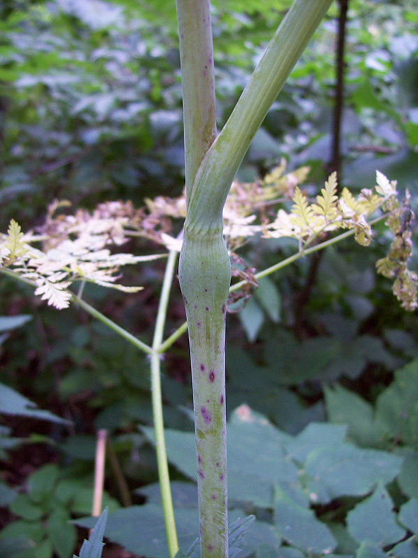 Image of Chaerophyllum bulbosum specimen.