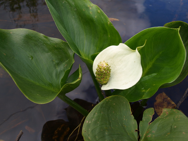 Image of Calla palustris specimen.