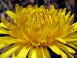 genus Taraxacum. Соцветие. Южный Берег Крыма, окр. Балаклавы, возв. Инжир. 13 апреля 2012 г.