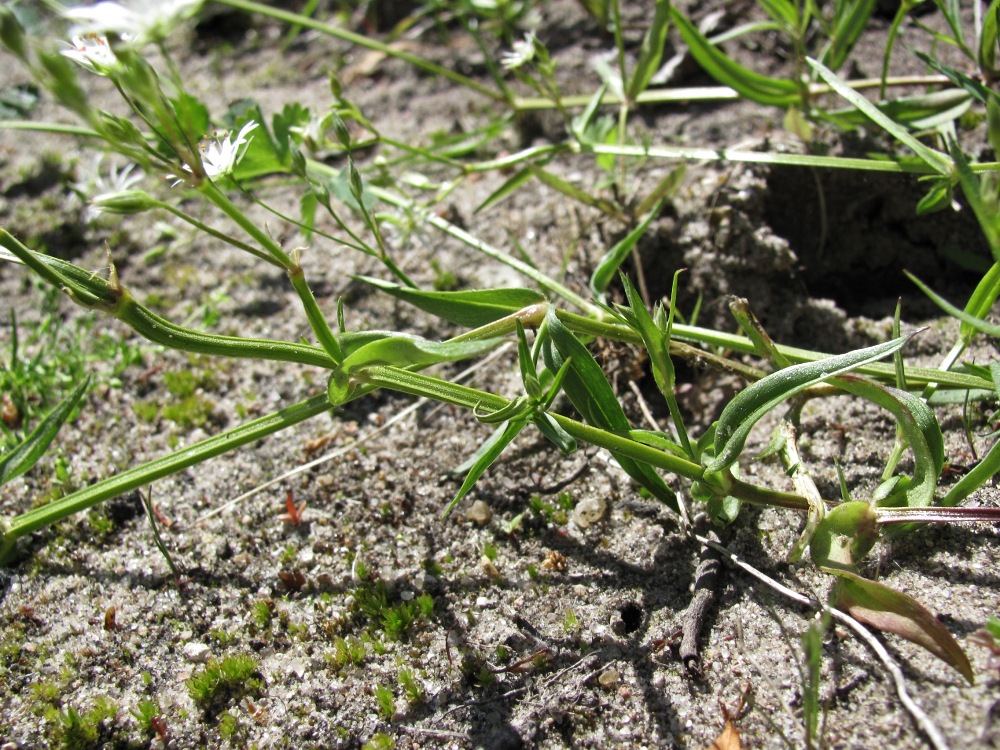 Изображение особи Stellaria graminea.