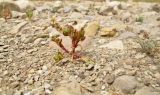 Mesembryanthemum nodiflorum. Плодоносящее растение. Израиль, впадина Мёртвого моря, Эйн Бокек, вади у устья нахаль Бокек. 30.04.2012.