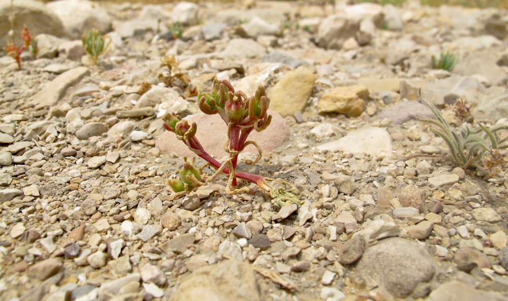 Image of Mesembryanthemum nodiflorum specimen.