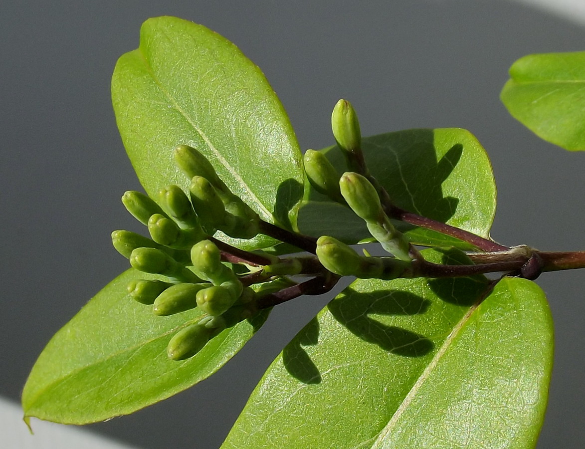 Изображение особи Lonicera acuminata.