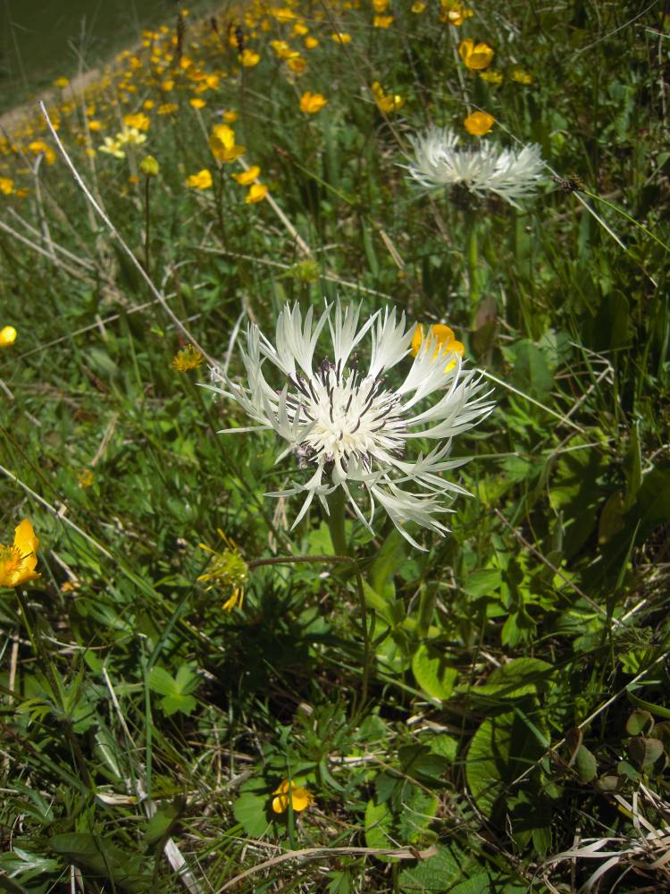 Image of Centaurea cheiranthifolia specimen.