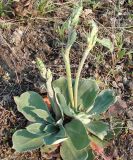 Goniolimon speciosum. Расцветающее растение. Окр. г. Якутска с юга, на поле у трассы Р 501. 13.06.2011.