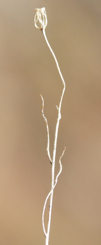 Image of Campanula rotundifolia specimen.