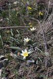Tulipa turkestanica. Цветущие растения. Южный Казахстан, хр. Боролдайтау, горы Сартур; высота 1600 м н.у.м. 12.04.2012.