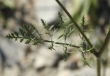 Daucus carota