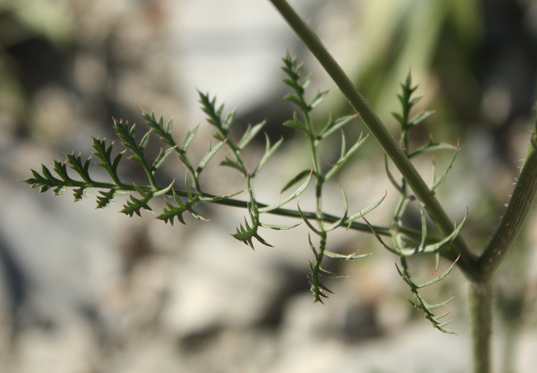 Изображение особи Daucus carota.