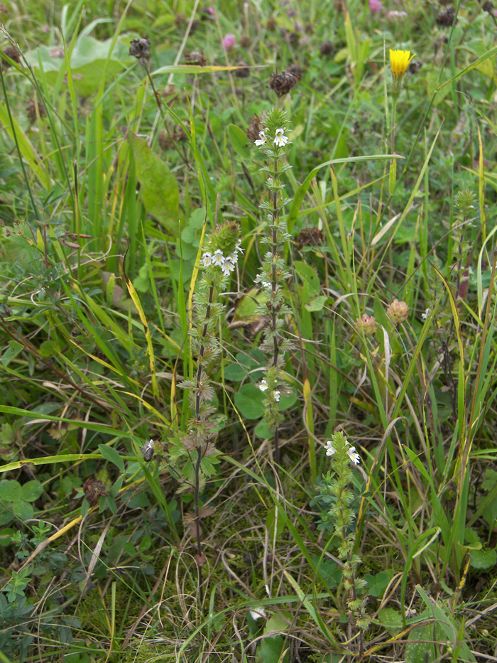 Image of Euphrasia hirtella specimen.