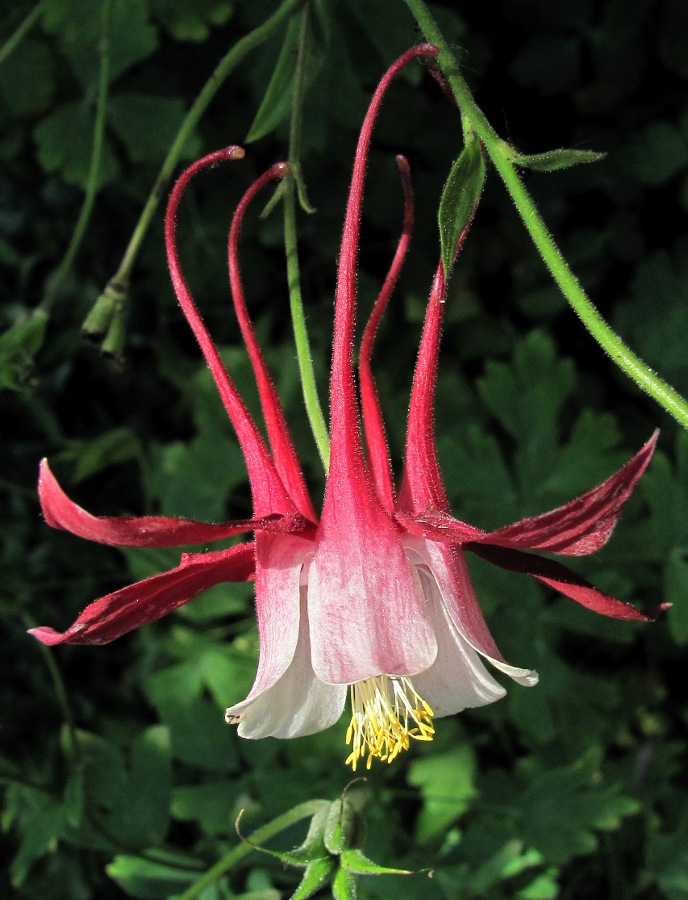 Image of genus Aquilegia specimen.