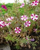 Petunia × atkinsiana