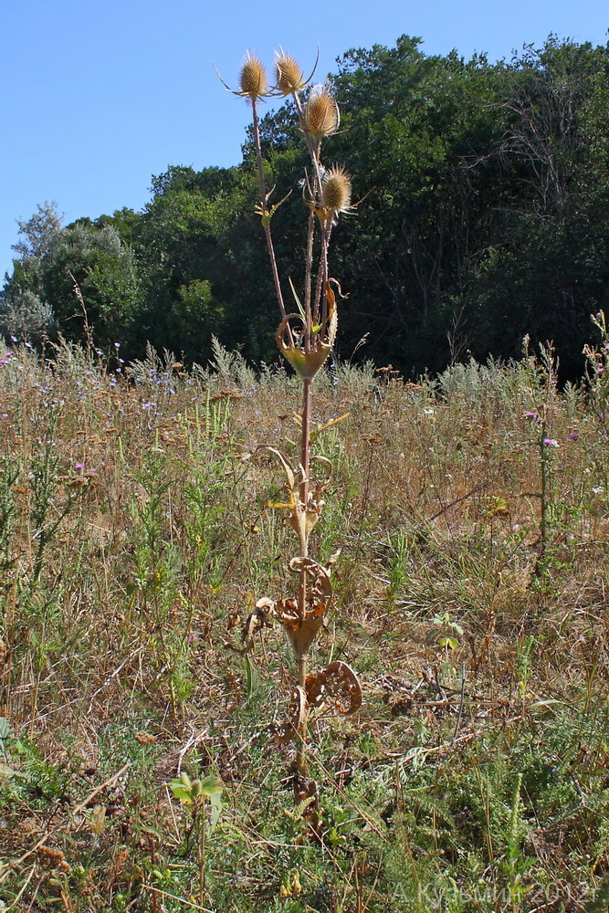 Image of Dipsacus laciniatus specimen.