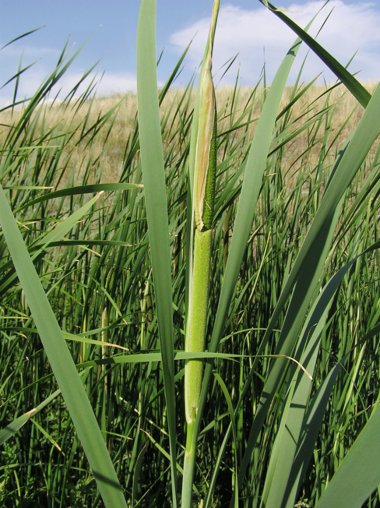 Image of Typha latifolia specimen.