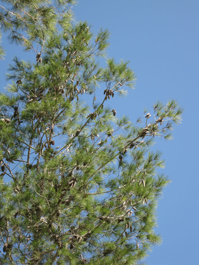 Image of Pinus halepensis specimen.