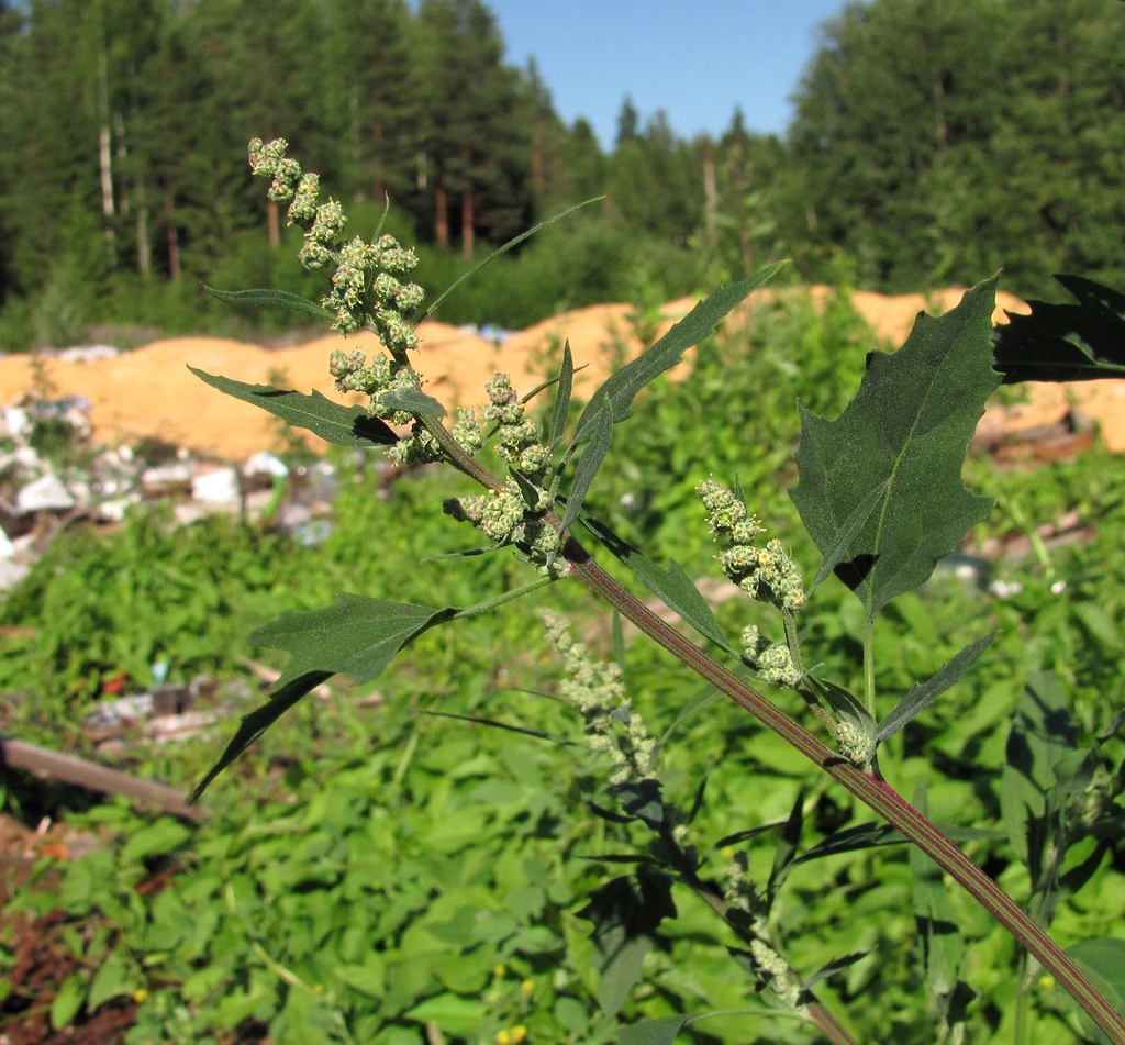 Изображение особи род Chenopodium.