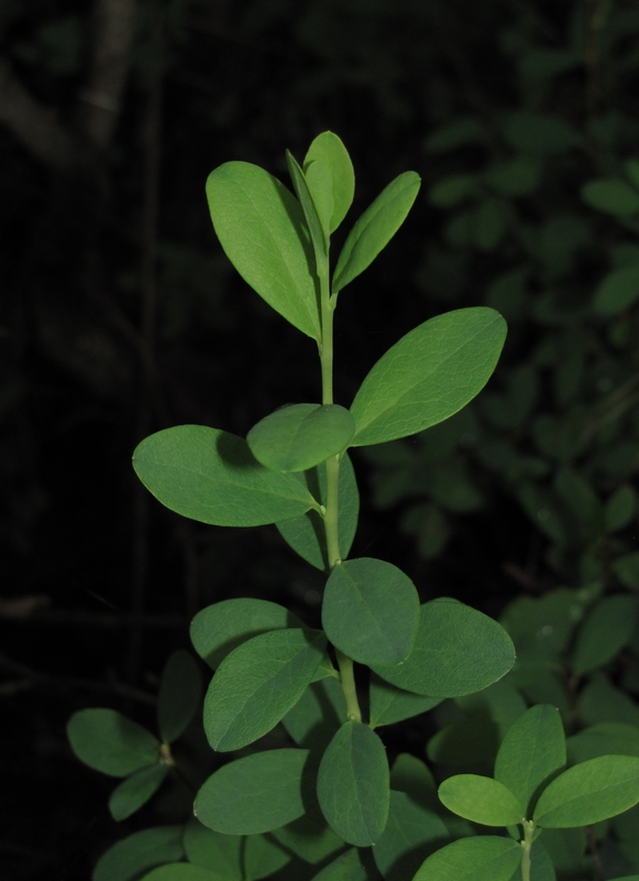 Image of Vaccinium uliginosum specimen.