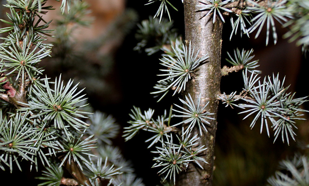 Image of Cedrus libani specimen.